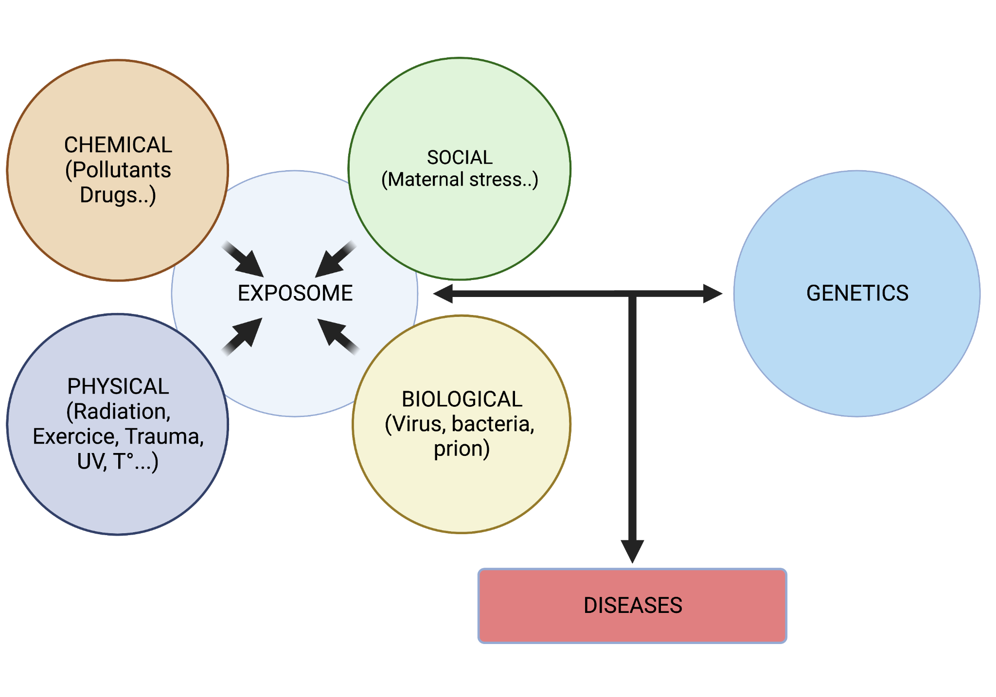 The components of the exposome and their interactions with genetic factors, leading to the development of pathologies.